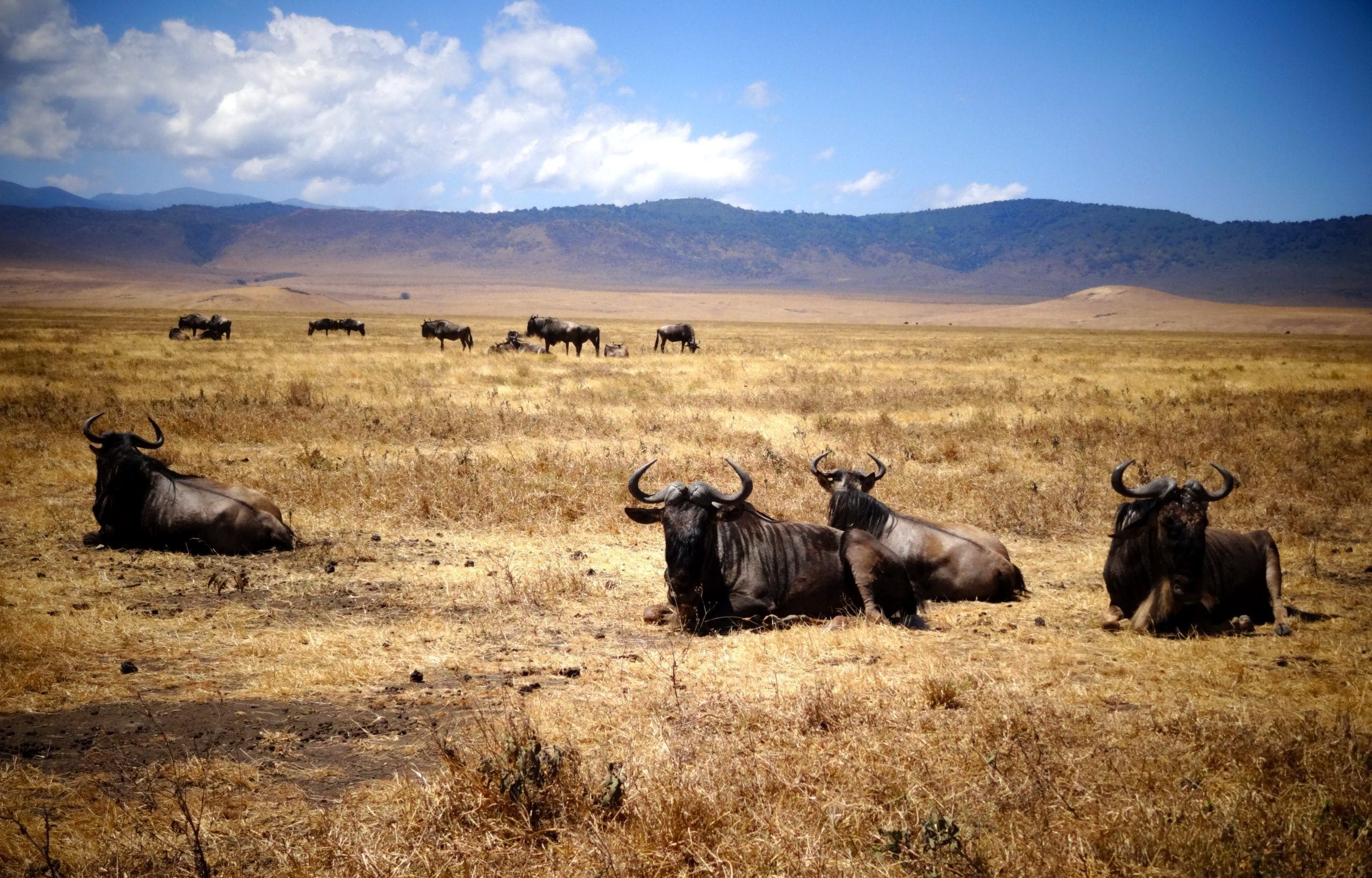 Ngorongoro National Reserve Tanzania