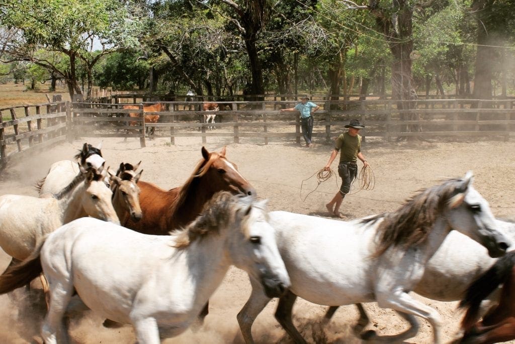 Wild horses at Hato San Pablo