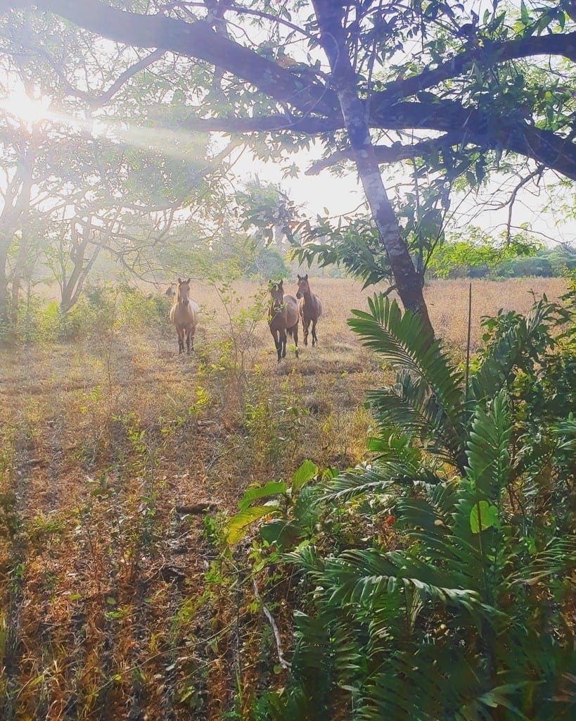 UNADJUSTEDNONRAW thumb 8e19