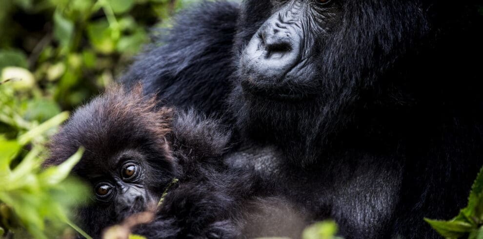 Mountain Gorilla Rwanda