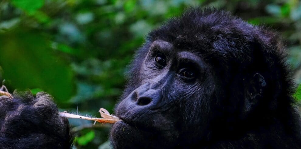 Mountain Gorilla Uganda
